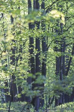 Trees in spring park