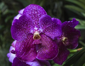 Purple-red orchid flowers with dots in the botanical garden in Singapore