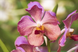 Pink with red orchid flowers in the botanical garden