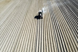 Tractor dragging a plume of dust behind it while working a potato field, Münchenberge, 20/05/2020