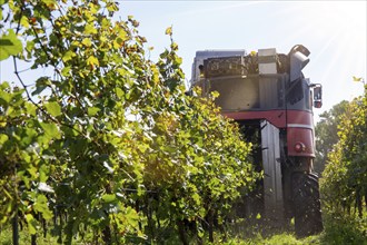 Harvest of Sankt Laurent red wine grapes in the Palatinate