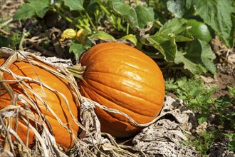 Close-up of pumpkins in a field near Hochdorf-Assenheim in the Rhein-Pfalz district