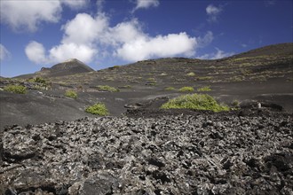 Volcanic landscape with grapevines at Lanzarote, Canary Islands, Spain, Europe