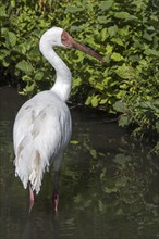 Siberian crane, Siberian white crane, snow crane (Leucogeranus leucogeranus) foraging in shallow