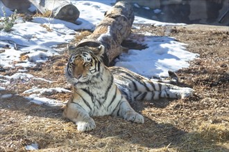 Denver, Colorado, An Amur tiger or Siberian tiger (Panthera tigris altaica) at the Denver Zoo