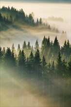 Fog and forest in Oberägeri in the canton of Zug, Switzerland, Europe