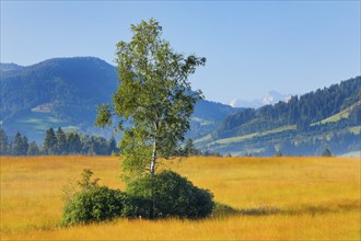 View over the Rothenthurm raised bog with birch in the foreground, Canton Schwyz, Switzerland,