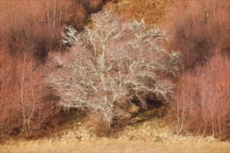 Birch overgrown with moss in winter in the Scottish Highlands, near Contin in Great Britain