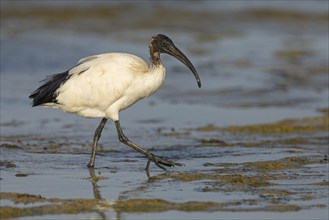 African sacred ibis (Threskiornis aethiopicus), family of ibises and spoonbills, Raysut, Salalah,