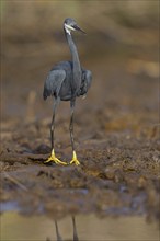 Great Egret, (Egretta gularis), foraging, Raysut, Salalah, Dhofar, Oman, Asia