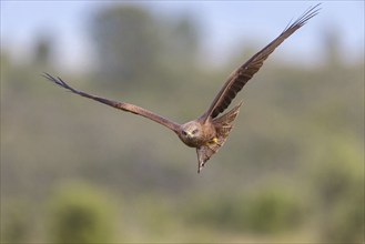 Black kite (Milvus migrans), flight photo, blue sky, Hides De Calera / Steppe Raptors, Nussloch,