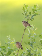 Stonechat, (Saxicola torquata), foraging, female, Eich, Rhineland-Palatinate, Germany, Europe