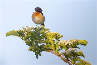 Stonechat, (Saxicola torquata), foraging, male, Eich, Rhineland-Palatinate, Germany, Europe