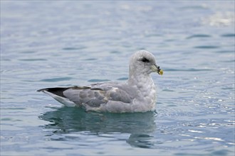 Northern fulmar, Arctic fulmar (Fulmarus glacialis), blue morph swimming in the Arctic Ocean along