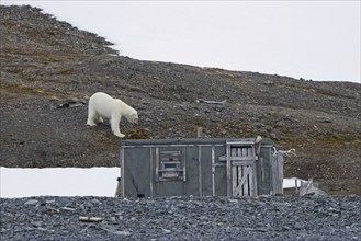 Curious polar bear (Ursus maritimus) approaching old abandoned fur trapper cabin along the Svalbard