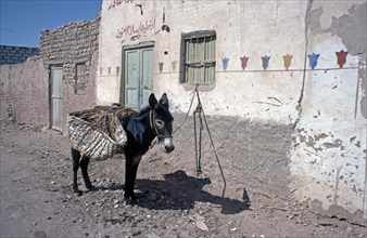 Tethered donkey, Al-Bahariyya Oasis, Libyan Desert, Egypt, Africa