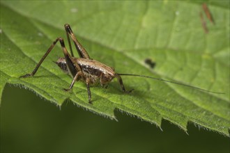 Larva of a common bush cricket (Pholidoptera griseoapterus) sitting on a leaf, Baden-Württemberg,