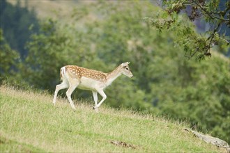 European fallow deer (Dama dama) hind standing on a meadow, tirol, Kitzbühel, Wildpark Aurach,