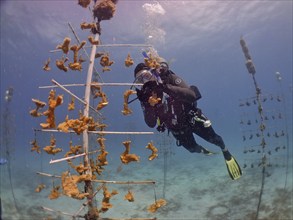 Coral farming. Diver cleans the frame on which young specimens of elkhorn coral (Acropora palmata)