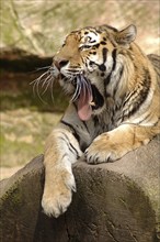 Siberian tiger (Panthera tigris altaica), Nuremberg Zoo, Middle Franconia, Bavaria, Germany, Europe