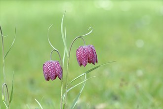 Snake's head fritillary (Fritillaria meleagris), two flowers in a meadow, inflorescence, early