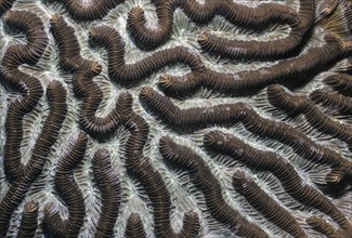 Detail photo of lamellar brain coral Brain coral (Platygyra) Hard coral Stony coral Coral in intact