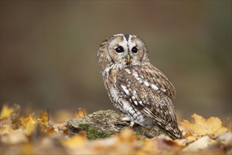 Tawny owl (Strix aluco) adult bird on fallen leaves in a woodland in the autumn, England, United