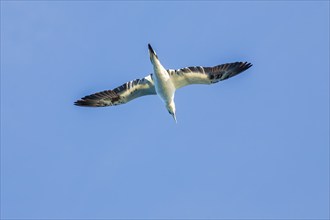 Northern gannet (Morus bassanus) flying at a blue sky