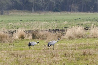 Two cranes (Grus grus) in Teufelsbruch, Waren, Müritz, Heilbad, Müritz National Park, Mecklenburg