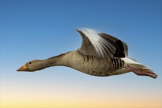 Greylag goose (Anser anser) in flight, wildlife, Germany, Europe