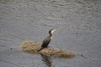 Cormorant, April, Germany, Europe