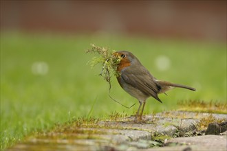 European robin (Erithacus rubecula) adult bird in a garden with nesting material in its beak in