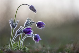 Common pasque flower (Pulsatilla vulgaris), Ranunculaceae, Rauer Stein, Irndorf, Upper Danube