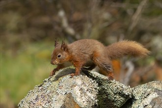 Red squirrel (Sciurus vulgaris) adult animal running on a dry stone wall, Yorkshire, England,