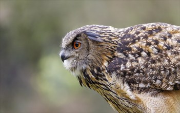 Eurasian eagle-owl (Bubo bubo), Germany, Europe