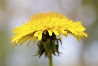 Common dandelion (Taraxacum sect. Ruderalia), Germany, Europe