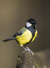 Great Tit, Parus major, bird in forest at winter sun