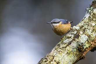 Eurasian Nuthatch, Sitta europaea in forest at winter sun