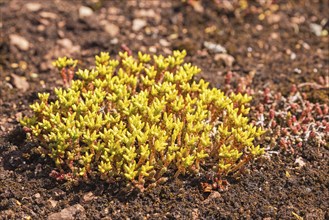 Blooming Goldmoss stonecrop (Sedum acre) on the ground its a tufted evergreen perennial plant