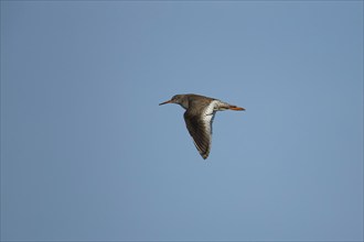 Common redshank (Tringa totanus) adult bird in flight, Suffolk, England, United Kingdom, Europe