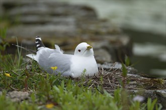 Common gull (Larus canus) adult bird on a nest, Scotland, United Kingdom, Europe