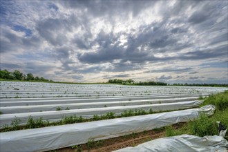 White covering film over an asparagus field, Eckental, Middle Franconia, Bavaria, Germany, Europe