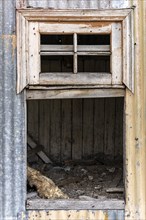 Mummified dog carcass in abandoned chicken coop, Estancia San Gregorio, Puente Alto, Metropolitan