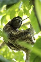 Brown-throated sloth (Bradypus variegatus) in a tree, Cahuita National Park, Costa Rica, Central