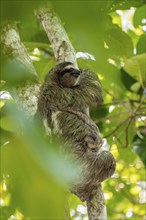 Brown-throated sloth (Bradypus variegatus) on a branch, Cahuita National Park, Costa Rica, Central