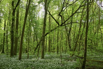 Light-flooded forest with green leaves and blooming wild garlic on the forest floor in spring,