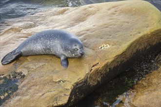 Harbor seal, phoca vitulina vitulina. Baby seal resting on a rock by the sea. Forillon national