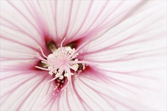 Annual mallow (Lavatera trimestris), detail of flower, ornamental plant, North Rhine-Westphalia,