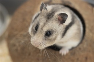 Hamster (Cricetinae spp.) pet animal head portrait, England, United Kingdom, Europe