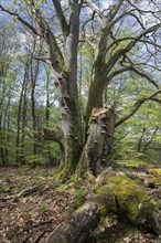 Old copper beech (Fagus sylvatica) with tinder fungus (Fomes fomentarius), triple beech, one trunk